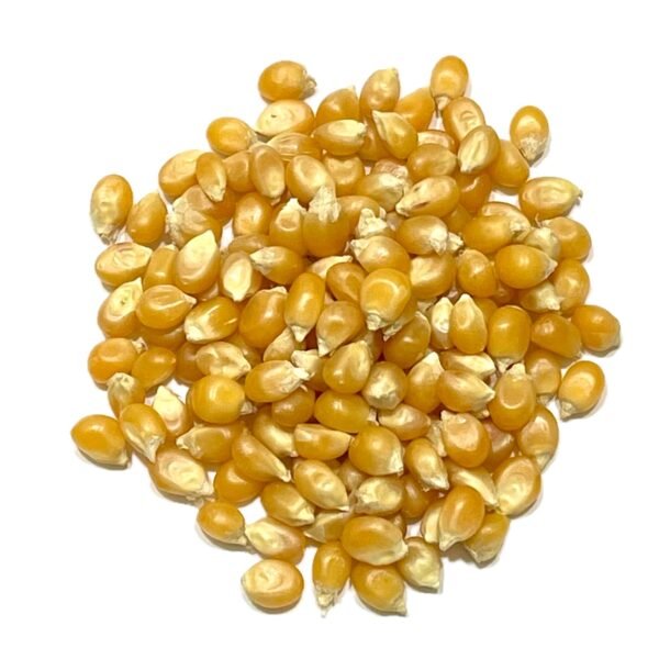 El maíz perfecto para preparar palomitas ligeras y esponjosas en casa. Grano pequeño y resistente. Alta capacidad de expansión. Palomitas esponjosas y crujientes. Rico en fibra. Ideal para preparar en casa.